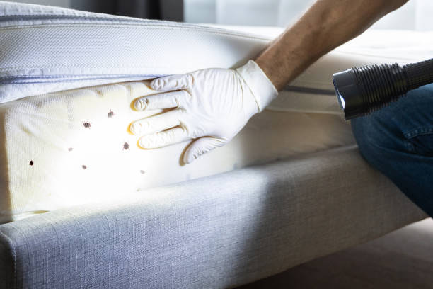 Flea Control Services in Stone Ridge, VA